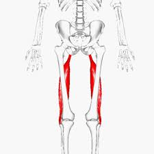 biceps femoris