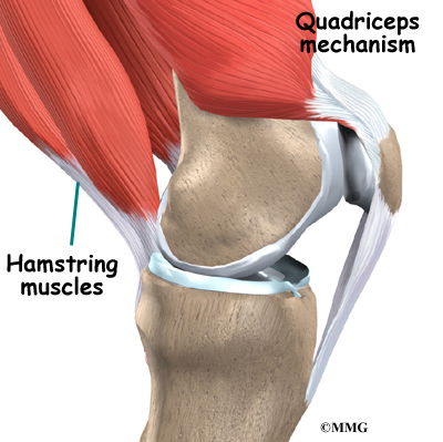 patella quadricep tendon