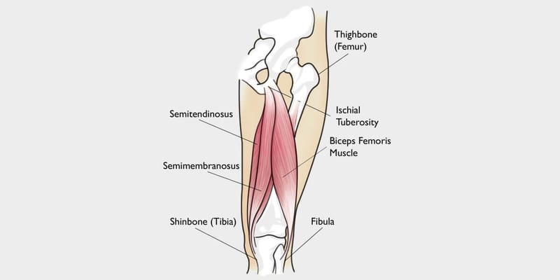 hamstring tendon