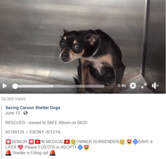 Ebony from Carson Shelter #5189129