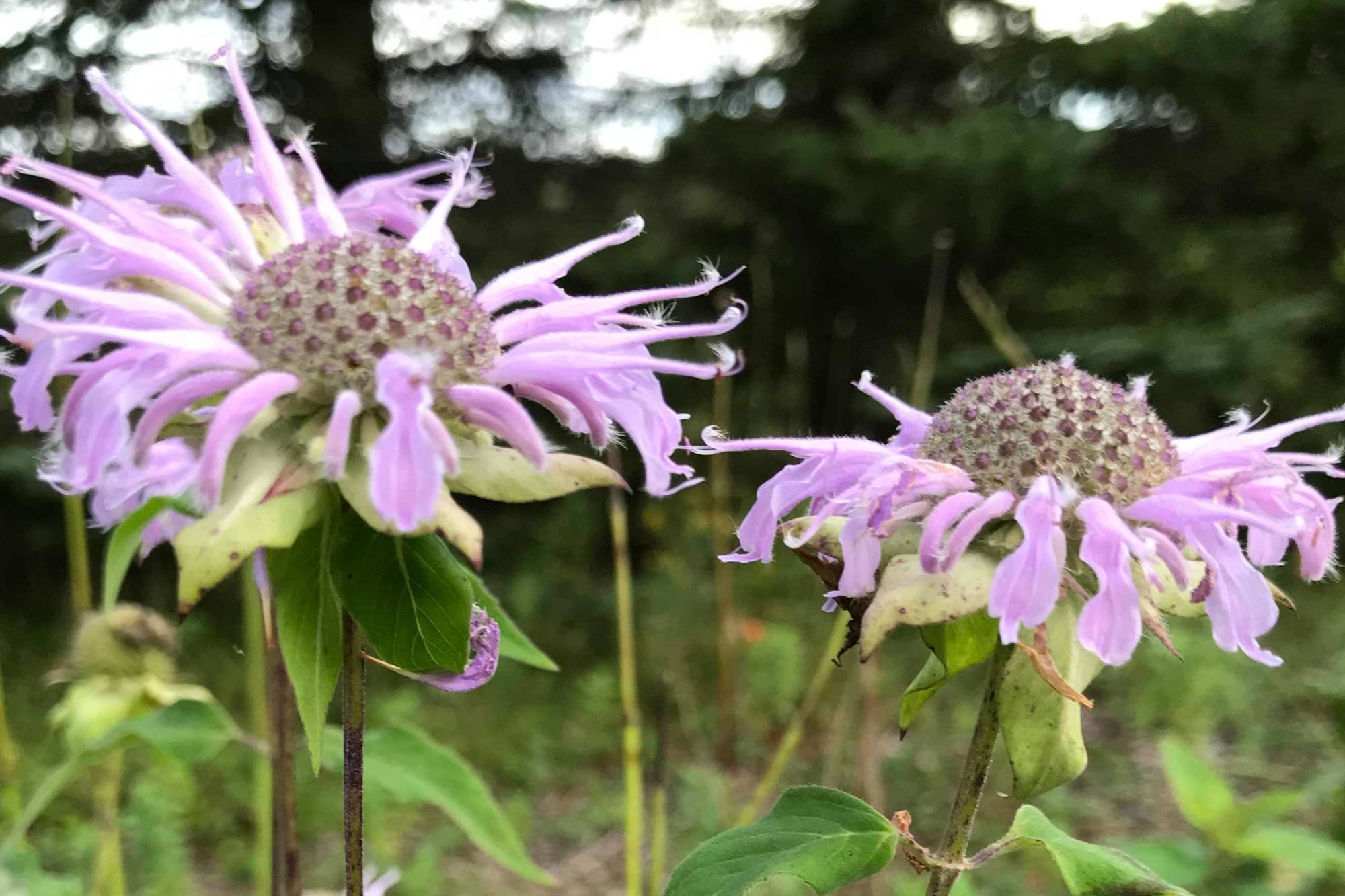 Beurre de monarde/rose