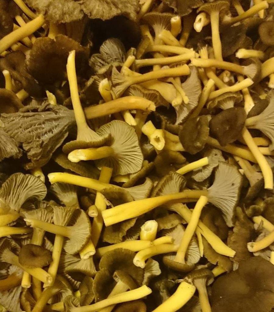 Crème de Chanterelle en tube