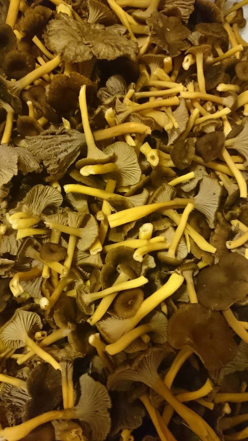 Champignons sauvages