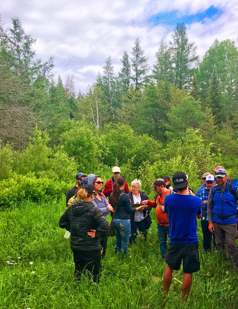 Plantes de la forêt boréale