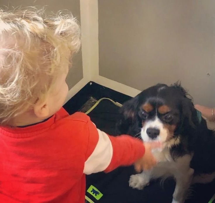 Corso Bidibibodibibau : Pet Therapy