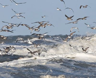Cuvinte românești în maghiară