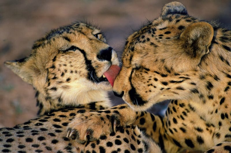 De taal van het hart - verbindende communicatie