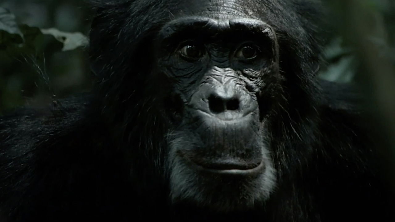 Bande annonce Arte Guerre des Singes