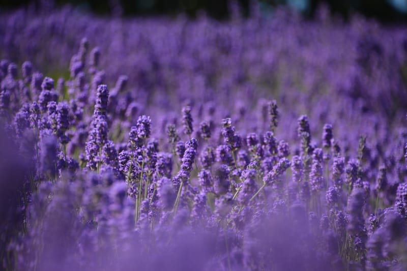 Michigan's Lavender Fest 2023