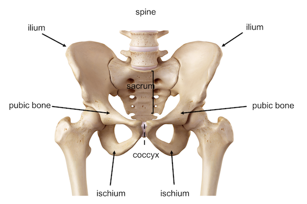 pelvis