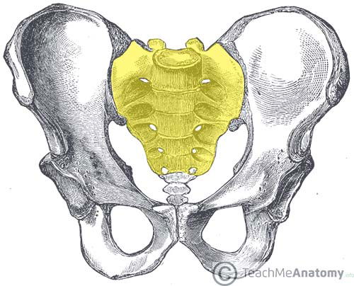 sacrum