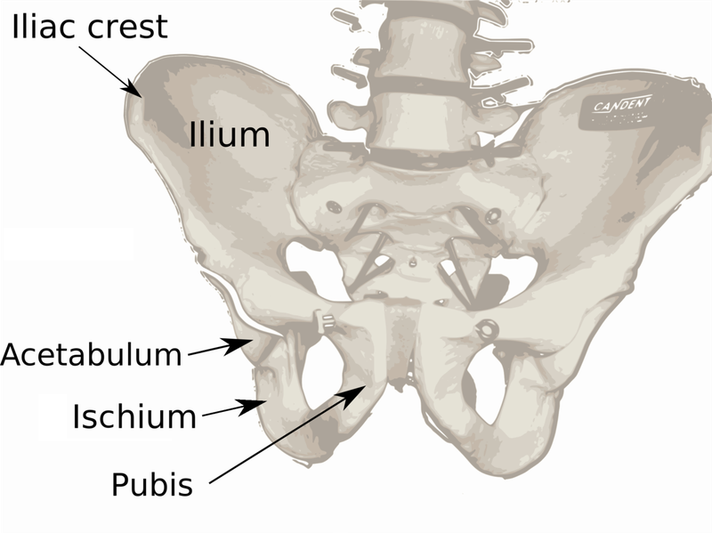 ilium