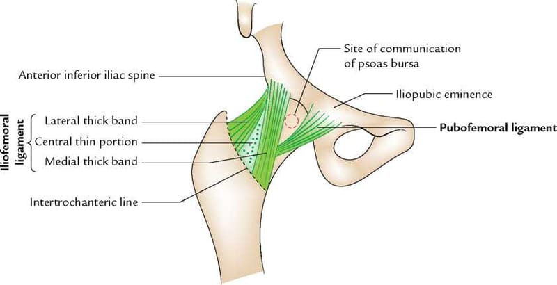 iliofemoral ligament