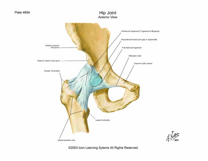 pubofemoral ligament