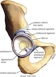 transverse acetabular ligament