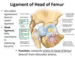 ligament of the femoral head