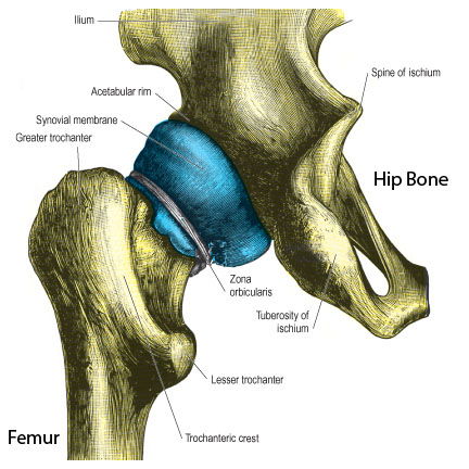 acetabulofemoral joint