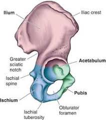 acetabulum