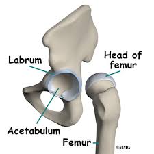 labrum