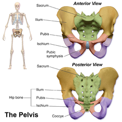 pubic symphysis