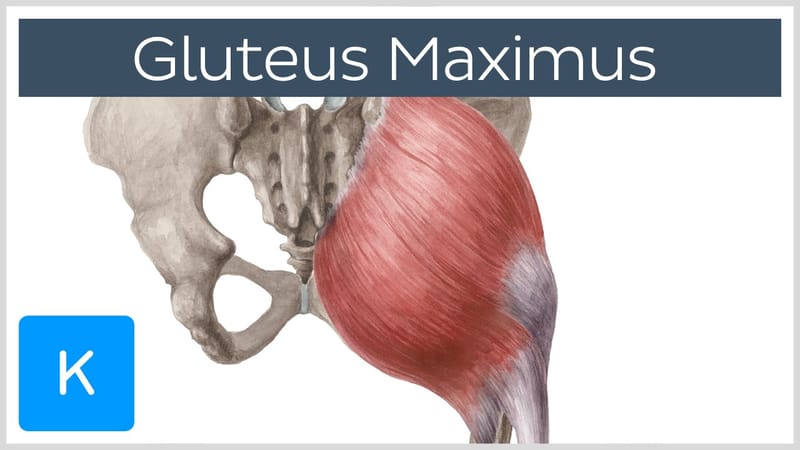 gluteus maximus