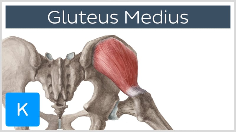 gluteus medius