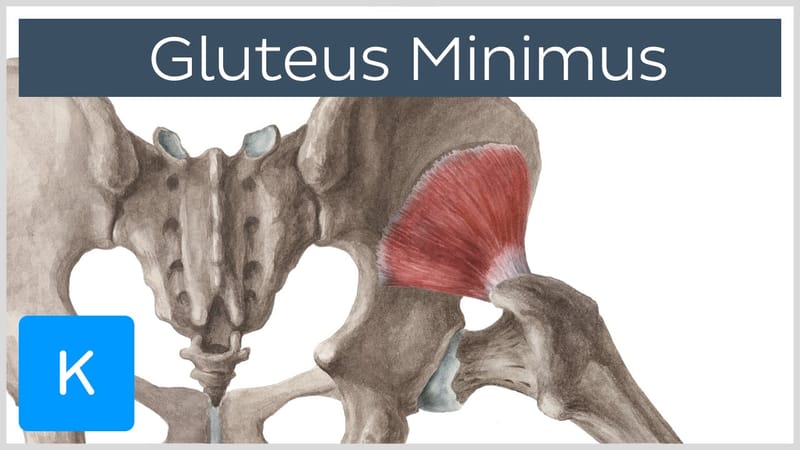 gluteus minimus