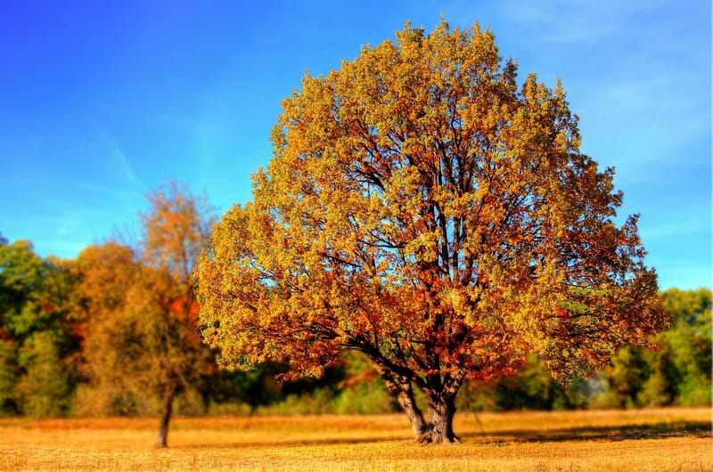 Herbst