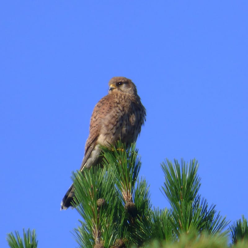 WE national de comptage des oiseaux des jardins