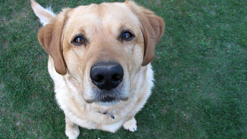 Des chiens dressés à détecter l’odeur du COVID