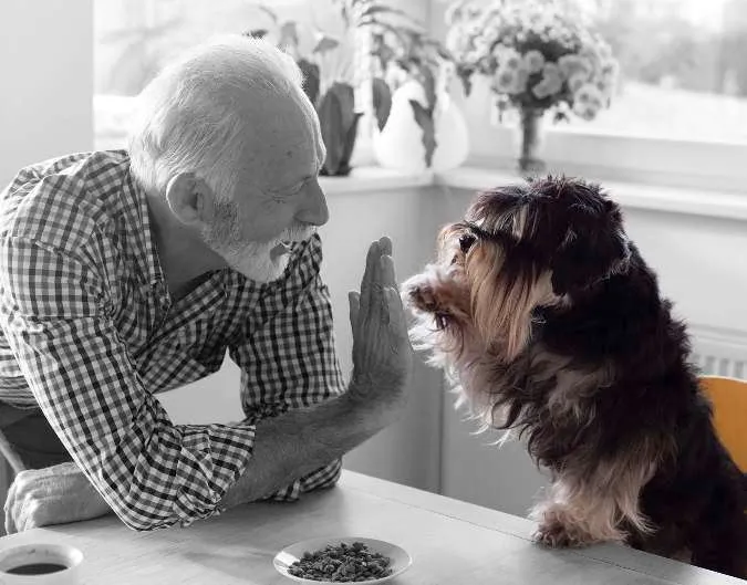 Les chiens sont de bons thérapeutes pour les malades d'Alzheimer