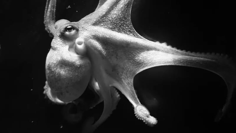 L’incroyable intelligence des céphalopodes