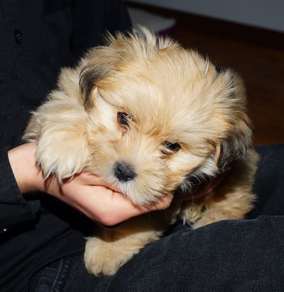 Ist Ihr Hund zu anhänglich?