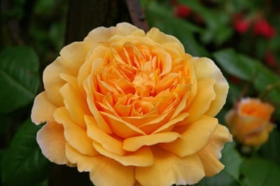 Wie lebendig fühlen Sie sich gerade? 2/3