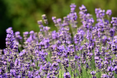 Glückshormone – und wie man sie knackt 2