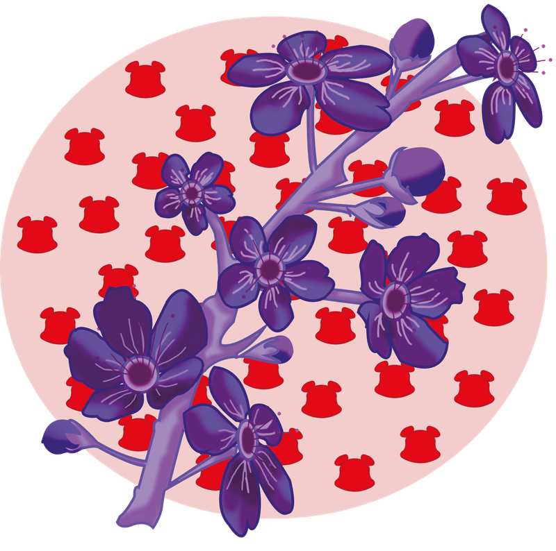 2 - Hanami