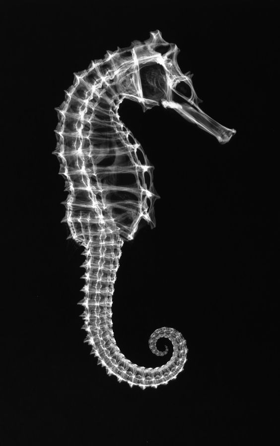 5 - Seahorse