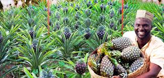 Sulphate of Potash (SOP) or Potassium Sulphate