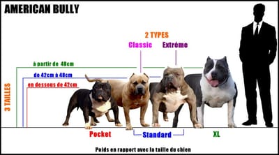 L'american bully image