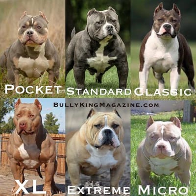 L'american bully image