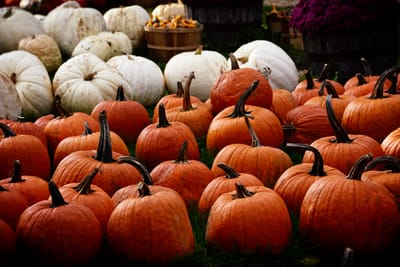 Trick or Treat!