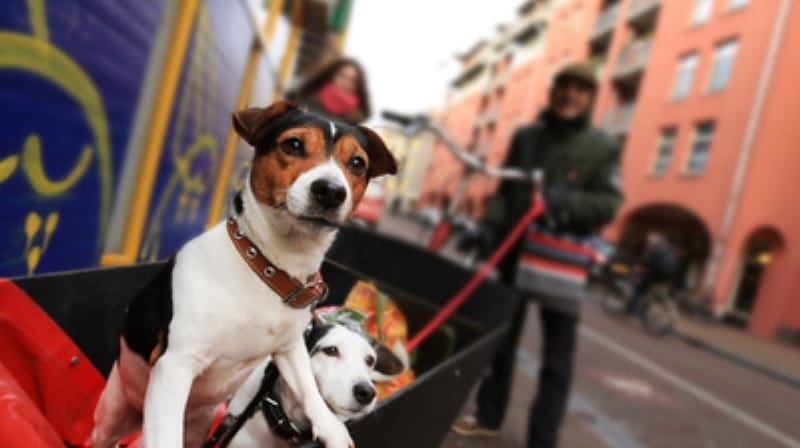 HOLANDA:  UNA NACIÓN QUE RESPETA LA VIDA ANIMAL