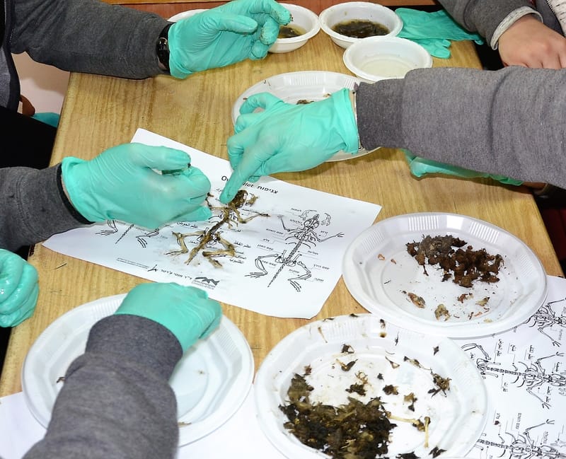 Using owl pellets in a citizen science educational research project in Israel