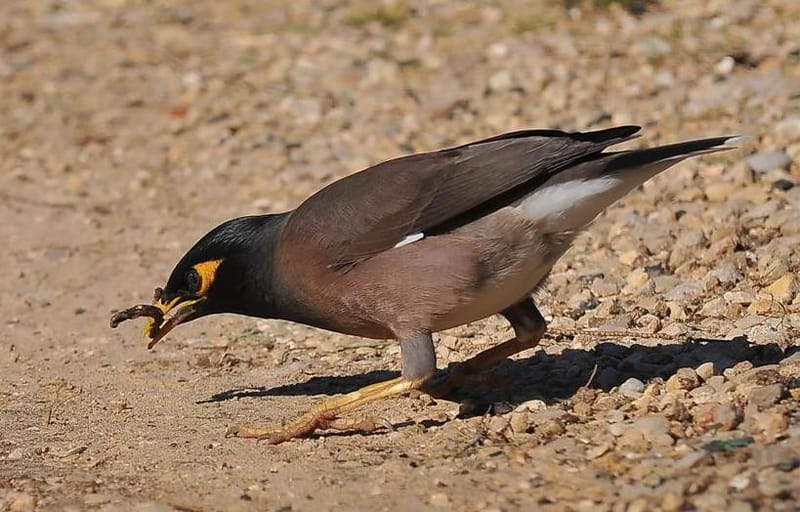 Nest-site competition between invasive and native cavity nesting birds