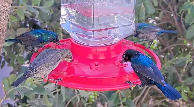 מחקר מקוון בשידור חי – שימוש במתקני האכלה לצופית הבוהקת