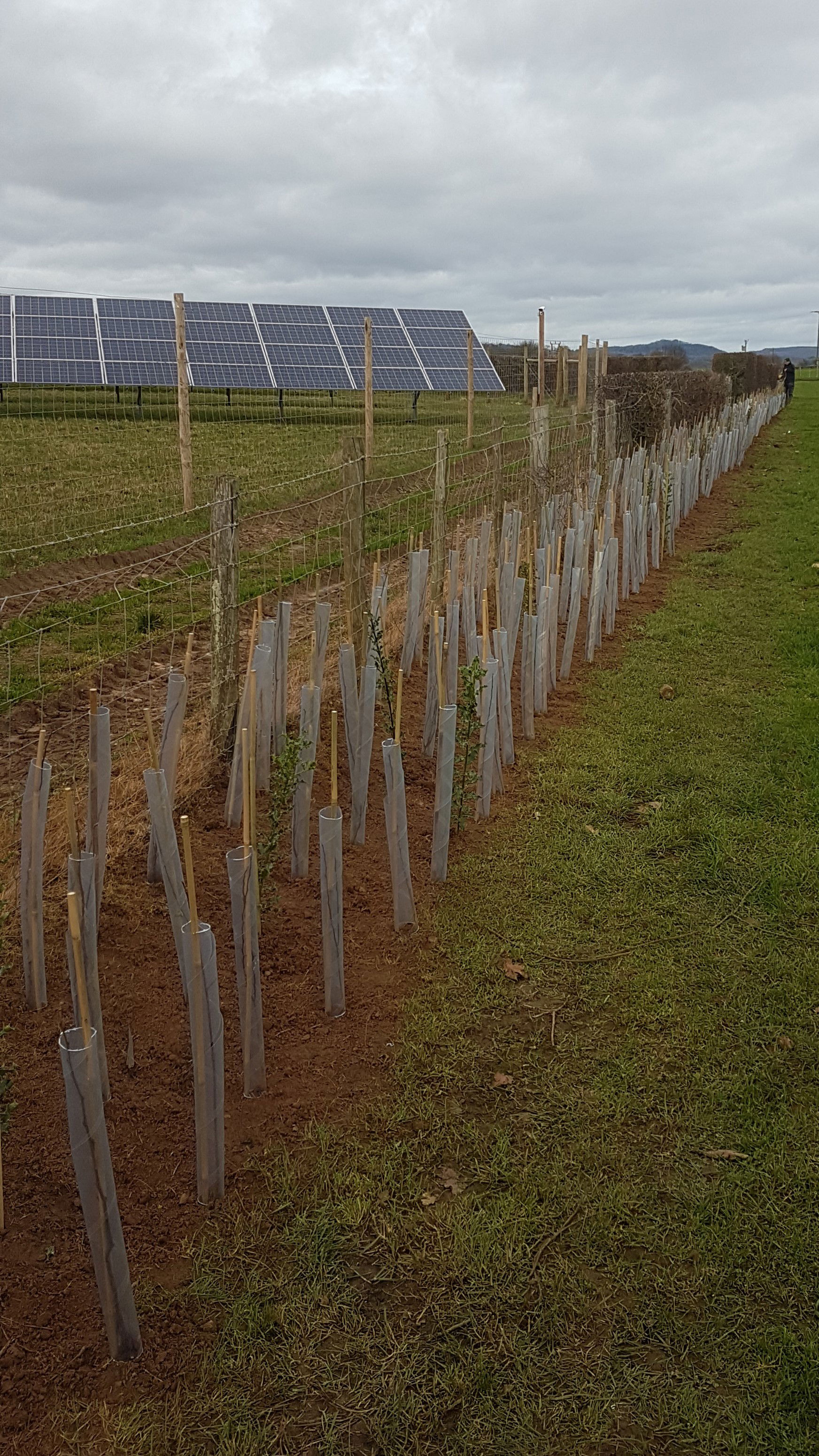 Tree Planting South Wales Solar Farm