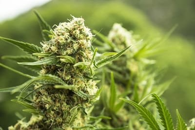 The Swiss 1% THC limitation and its impact