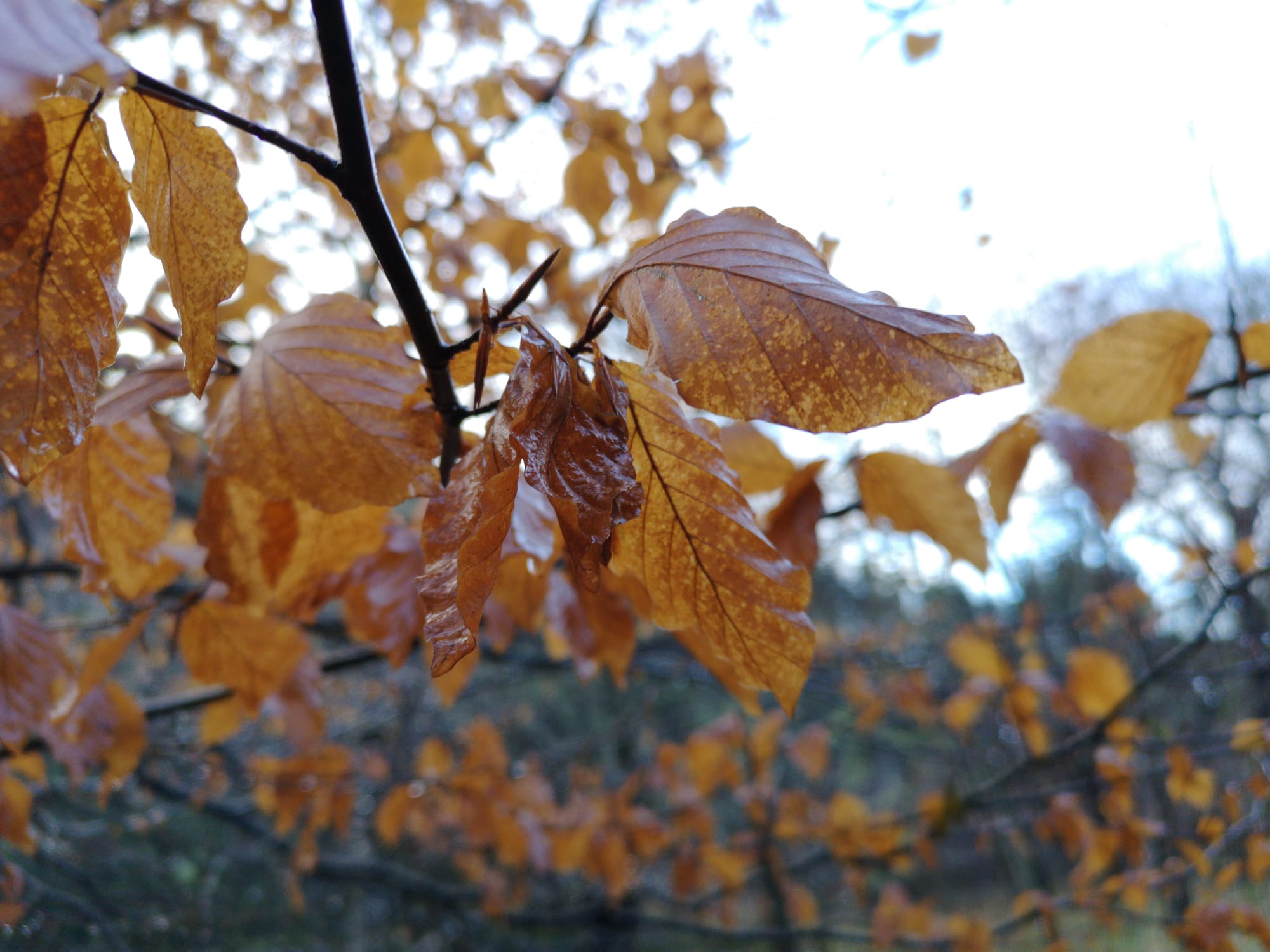 Dried Beech Leaves in Winter