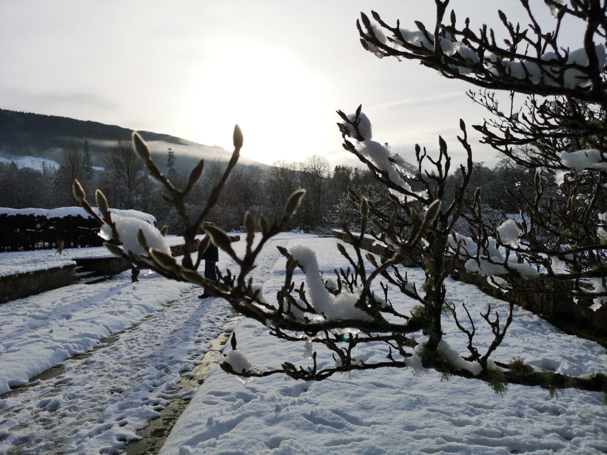 Magnolia in the Snow