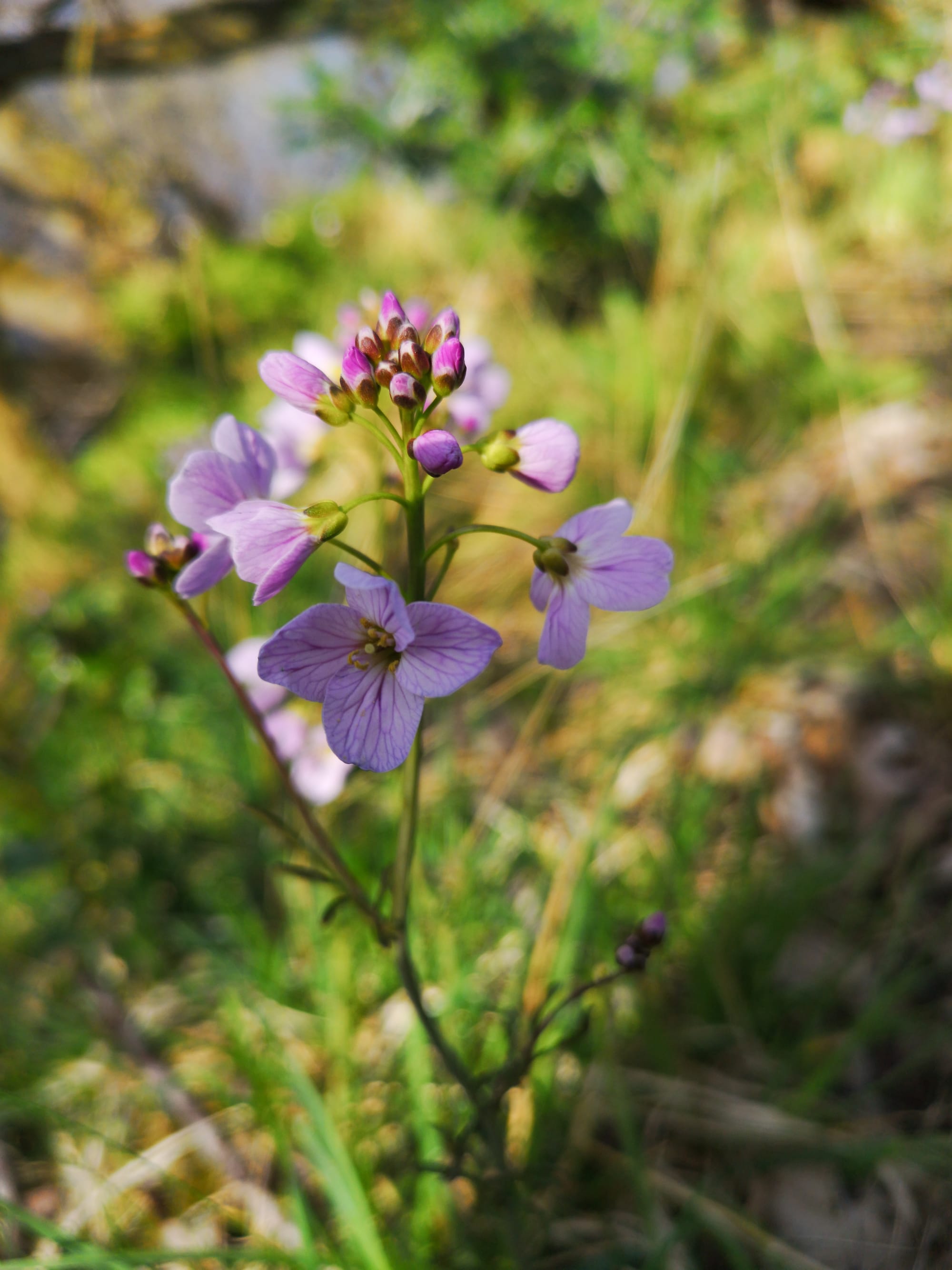 Cuckoo Flower